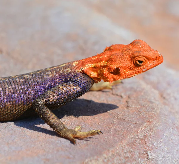 Roccia Dalla Testa Rossa Comune Agama Arcobaleno Una Specie Lucertola — Foto Stock