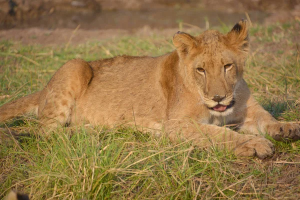 Lion Cub Dos Quatro Grandes Gatos Gênero Panthera Membro Família — Fotografia de Stock
