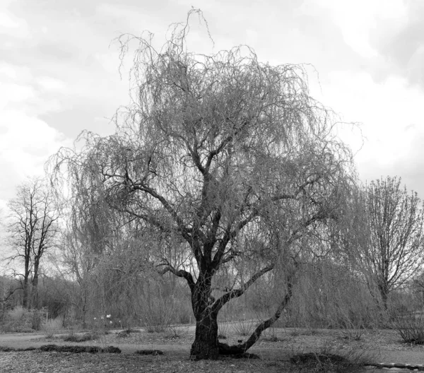 Zwart Wit Foto Van Een Boom Het Park — Stockfoto