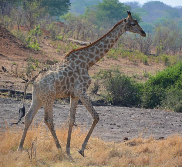 Национальный Парк Джирафе Замбези Национальный Парк Расположенный Вверх Течению Водопада — стоковое фото