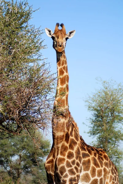 Kruger Park Dél Afrika Zsiráf Giraffa Camelopardalis Egy Afrikai Páros — Stock Fotó