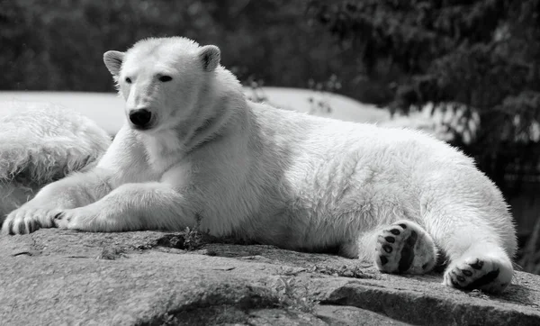 Білий Ведмідь Ursus Maritimus Ведмідь Який Мешкає Переважно Північному Полярному — стокове фото