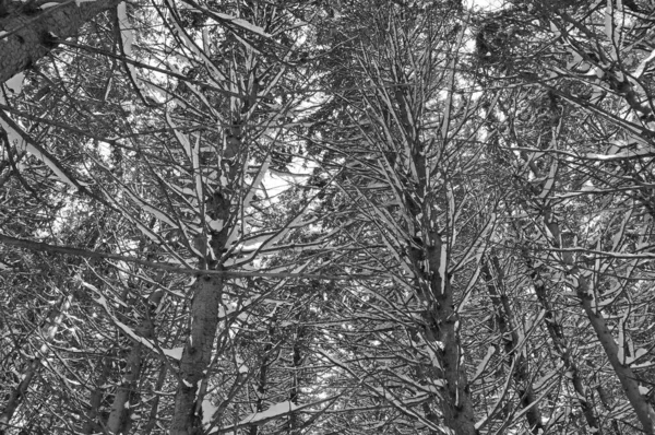 Paisaje Forestal Invierno Árboles Ramas Cubiertas Nieve Hermosos Bosques Nevados — Foto de Stock