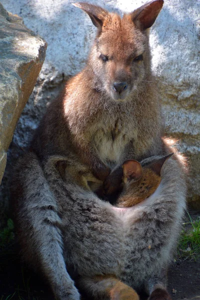 Madre Bebé Wallaby Cualquier Animal Perteneciente Familia Macropodidae Que Sea —  Fotos de Stock