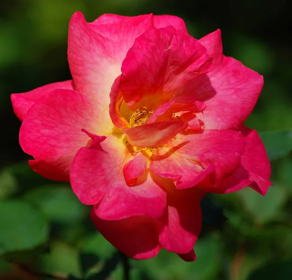 Rose Woody Perennial Flowering Plant Genus Rosa Family Rosaceae Flower — Stock Photo, Image