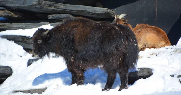 Tibet Öküzü Orta Asya Nın Güneyindeki Himalaya Bölgesinde Tibet Platosu — Stok fotoğraf