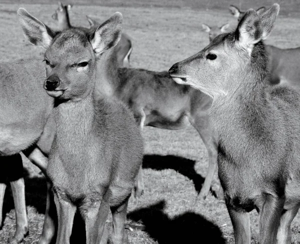 New Zealand Red Deer Red Deer Ruminants Characterized Even Number — Stock Photo, Image