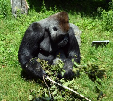 Gümüş sırtlı goriller, Orta Afrika ormanlarında yaşayan çoğunlukla otobur maymunlardır. Gorillerin DNA 'sı insanlarınkine çok benzer,% 9599 oranında.