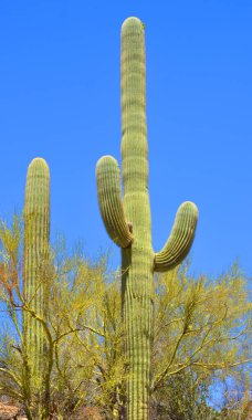 Saguaro Ulusal Parkı, Arizona 'nın güneydoğusundaki Pima County Tucson' da Sonoran Çölü manzaraları, fauna ve flora 'da bulunan bir ulusal parktır..