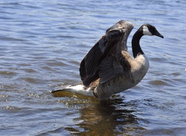 Gölde yüzen ördekler