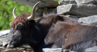 Tibet öküzü, Orta Asya 'nın güneyindeki Himalaya bölgesinde, Tibet Platosu' nda ve Moğolistan ve Rusya 'ya kadar uzanan bölgede bulunan uzun saçlı bir bovid türüdür..