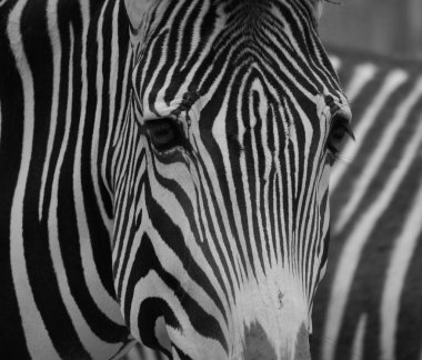 Grevy 'nin zebrası (Equus grevyi) ya da bilinen adıyla İmparatorluk zebrası, yaşayan en büyük vahşi eşektir ve üç zebra türü arasında en büyük ve en büyük tehdittir.