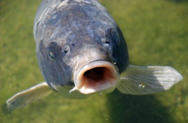 Gölde yüzen balıklar