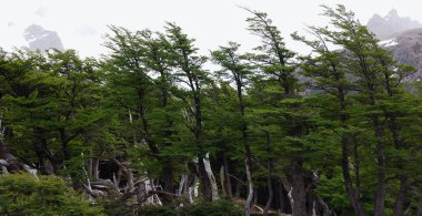 Ulusal Park Los Glaciares, Patagonya 'daki Monte Fitz Roy dağının manzarası Arjantin ve Şili sınırında. Güney Patagonya Buz Sahası 'nda, El Chalten Köyü yakınlarında yer almaktadır.