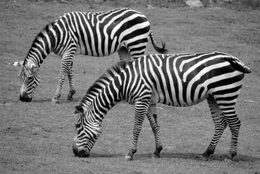 Zebralar, kendilerine özgü siyah ve beyaz çizgileriyle birleşmiş birkaç Afrika donanımı (at ailesi) türüdür.