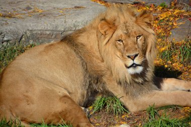 Aslan, Panthera cinsindeki dört büyük kediden biri ve Felidae familyasının bir üyesidir. Bazı erkekler 250 kg ağırlığı (550 lb) aşarak kaplandan sonra yaşayan en büyük ikinci kedidir.
