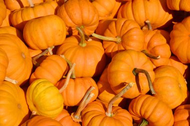 Çiftçi pazarında yeni toplanmış renkli kabak.