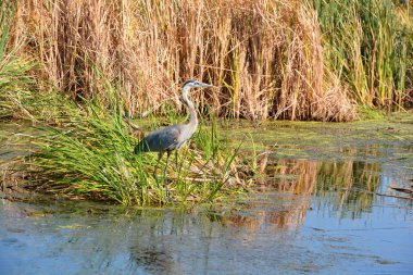 büyük mavi balıkçıl (ardea herodias) ortak açık su ve sulak alanlar üzerinde en Kuzey Amerika ve Orta Amerika kıyıları yakınında heron aile ardeidae içinde büyük bir yürüyen kuş,