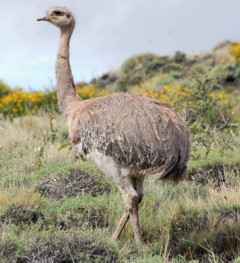 Büyük kuş, Güney Amerika 'nın doğusunda bulunan uçamayan bir kuş türüdür. Gri, yaygın veya Amerikan rhea, nandu Guarani veya ema Torres del paine, Patagonya, Chili