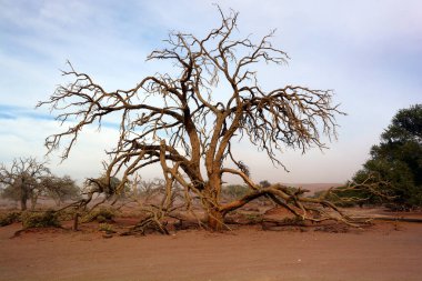 Namibya Çölü 'nün muhteşem manzarası, Sossuvlei, Afrika.