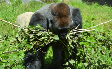 Gümüş sırtlı goriller, Orta Afrika ormanlarında yaşayan çoğunlukla otobur maymunlardır. Gorillerin DNA 'sı insanlarınkine çok benzer,% 9599 oranında.
