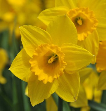 Hollanda, Keukenhof, Hollanda 'daki Hollanda bahçesinde çiçeklerle dolu - 06 Nisan 2016