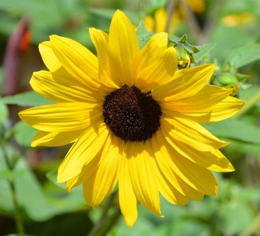 Ayçiçeği Amerika 'ya özgü yıllık bir bitkidir. Büyük bir şişkinliğe sahiptir ve adı genellikle güneşi resmetmek için kullanılan çiçeğin şeklinden ve görüntüsünden türetilmiştir..