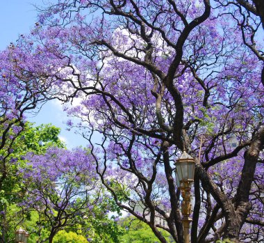 Buenos Areas Arjantin Jacaranda, Bignoniaceae familyasından, tropikal ve subtropikal bölgelere özgü 49 çiçekli bitki türü. 