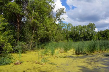 Yaz manzarası Quebec Eyaleti Kanada