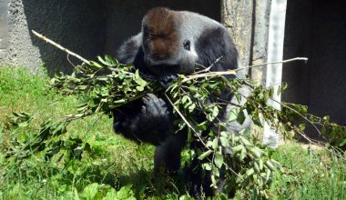Gümüş sırtlı goriller, Orta Afrika ormanlarında yaşayan çoğunlukla otobur maymunlardır. Gorillerin DNA 'sı insanlarınkine çok benzer,% 9599 oranında.