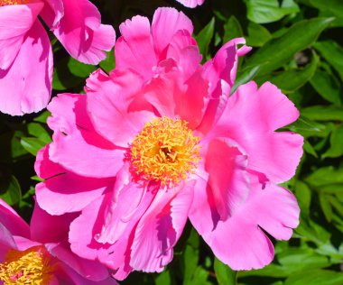 Gül, gülgiller (Rosaceae) familyasından, Rosa cinsinin uzun ömürlü bir çiçeğidir. Yüzden fazla tür ve binlerce tarla kuşu var.. 