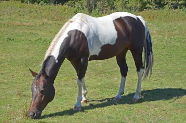 Tarlada siyah beyaz genç at 