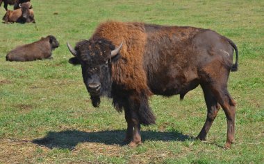 Bizonlar, Bovinae alt familyasındaki Bison cinsinde büyük, tek parmaklı ve tek ayaklıdır..
