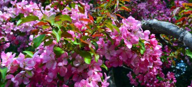 Bahçedeki pembe çiçekler