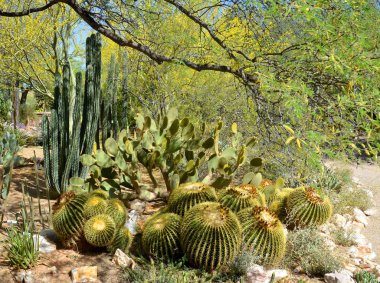 Echinocactus, kaktüsgiller (Cactoideae) familyasından bir kaktüs türü. Genel adı 