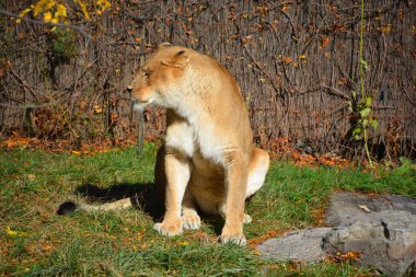 Aslan, Panthera cinsindeki dört büyük kediden biri ve Felidae familyasının bir üyesidir. Bazı erkekler 250 kg ağırlığı (550 lb) aşarak kaplandan sonra yaşayan en büyük ikinci kedidir.