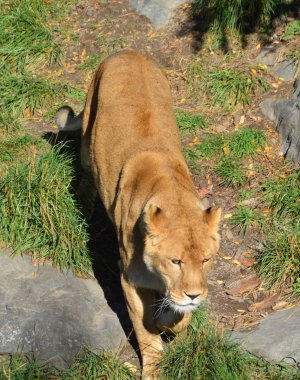 Aslan, Panthera cinsindeki dört büyük kediden biri ve Felidae familyasının bir üyesidir. Bazı erkekler 250 kg ağırlığı (550 lb) aşarak kaplandan sonra yaşayan en büyük ikinci kedidir.