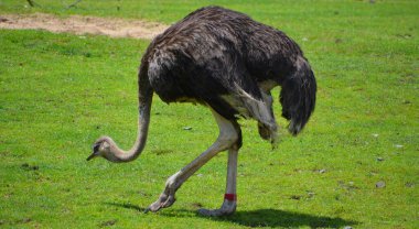 Devekuşu, Afrika 'ya özgü bir ya da iki büyük uçamayan kuş türüdür ve Struthio cinsinin yaşayan tek üyesidir..