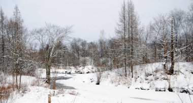 Dünya 'nın kuzey kısmındaki soğuk, donmuş karlı orman.