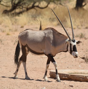 Namib-Naukluft Ulusal Parkı (İngilizce: Gemsbock veya Jemsbuck) Namib-Naukluft Ulusal Parkı, Namib Çölü 'nün bir parçasıdır. 