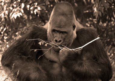 Gümüş sırtlı goriller, Orta Afrika ormanlarında yaşayan çoğunlukla otobur maymunlardır. Gorillerin DNA 'sı insanlarınkine çok benzer,% 9599 oranında.