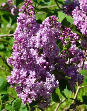 Güzel mor menekşe çiçekleri. Mor çiçekleri kapatın. Bahar çiçeği, leylak dalı. Leylak çalısı, leylak arkaplan. Bahar leylağı çiçekli dal.