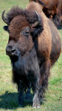 Bizonlar, Bovinae alt familyasındaki Bison cinsinde büyük, çift parmaklı ungulasyonlardır. Mevcut iki ve soyu tükenmiş dört tür tanınıyor..