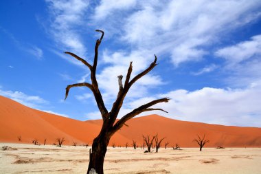 Deadvlei, Namibya 'daki Namib-Naukluft Parkı' nın içindeki Sossusvlei 'nin daha ünlü tuz tepsisi yakınlarında bulunan bir tavadır. Ayrıca Deadvlei ya da Dead Vlei olarak da bilinir, adı 