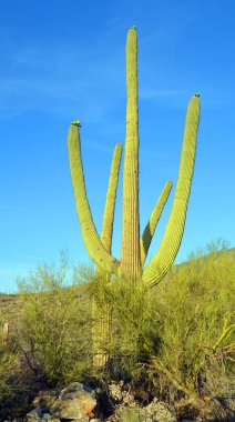 Saguaro Ulusal Parkı, Arizona 'nın güneydoğusundaki Pima County Tucson' da Sonoran Çölü manzaraları, fauna ve flora 'da bulunan bir ulusal parktır..