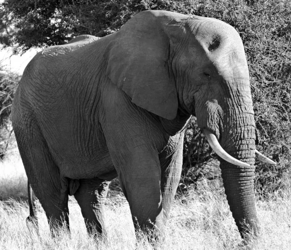 Kruger Park África Sul Elefantes Africanos São Elefantes Gênero Loxodonta — Fotografia de Stock