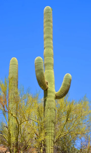 Saguaro National Park Amerikansk Nationalpark Pima County Tucson Sydöstra Arizona — Stockfoto