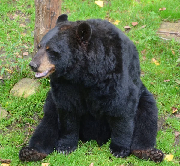 Der Amerikanische Schwarzbär Ursus Americanus Ist Ein Mittelgroßer Bär Aus — Stockfoto