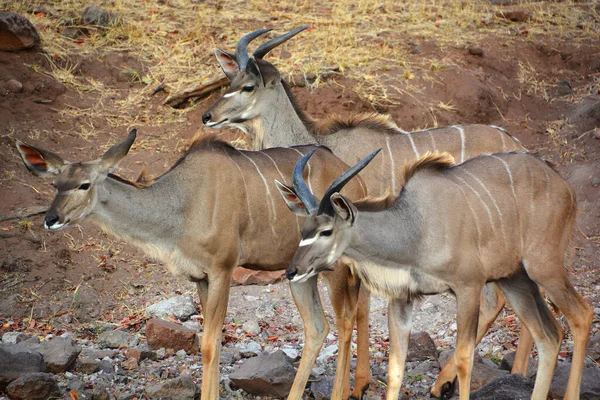Kudu 아프리카 Tragelaphus와 Bovidae에 됩니다 짐바브웨에서 빅토리아 — 스톡 사진