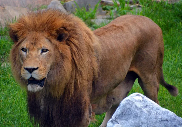 Lev Jednou Čtyř Velkých Koček Rodu Panthera Člen Rodiny Felidae — Stock fotografie